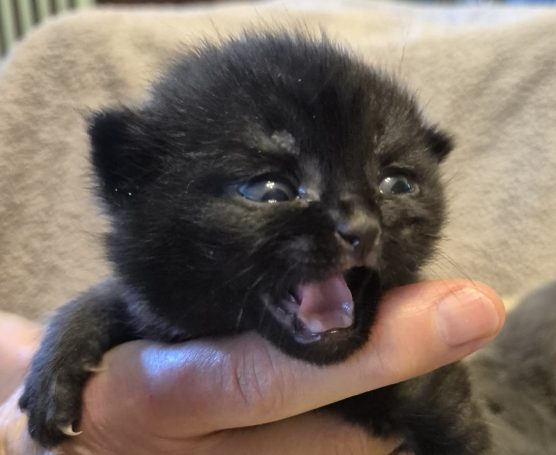Onyx, svart hane, BSH n. 2 veckor