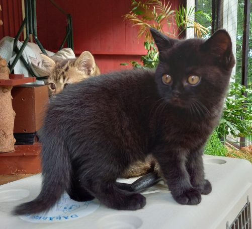 Onyx, svart hane, BSH n, 9 veckor